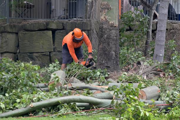 How Our Tree Care Process Works  in  Wheatley Heights, NY