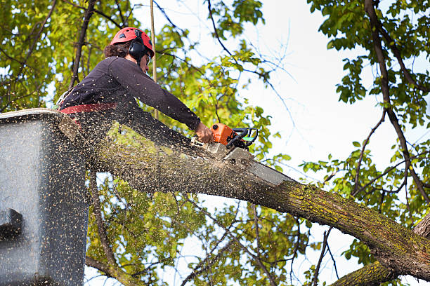 Wheatley Heights, NY Tree Services Company